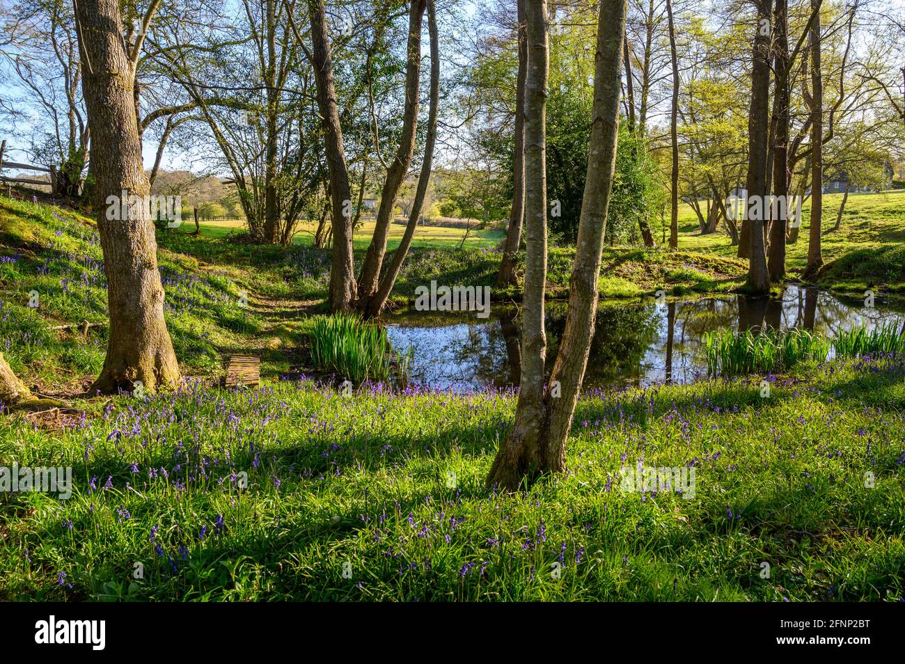 Idilliaco paesaggio boschivo in primavera con laghetto, bluebells e alberi nel Sussex occidentale, Inghilterra. Foto Stock