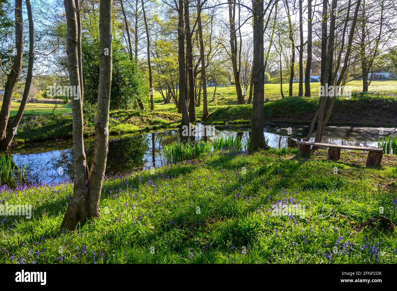 Idilliaco paesaggio boschivo in primavera con laghetto, bluebells, panca di legno e alberi nel Sussex occidentale, Inghilterra. Foto Stock