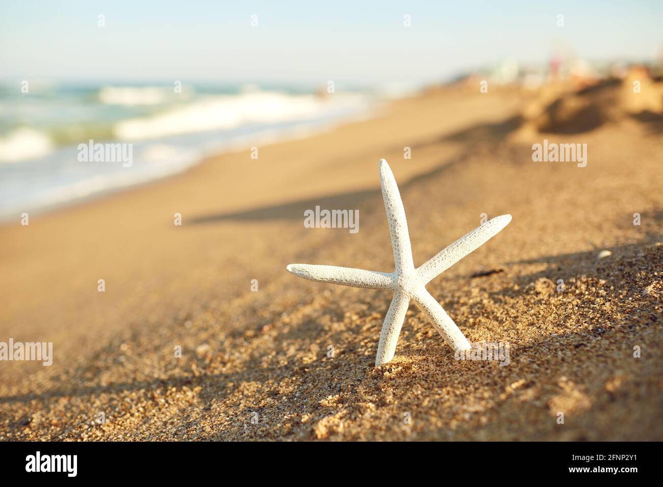 Mare di stelle marine sulla spiaggia sfondo beige estate sfondo decorativo  tessile oggetto isolato