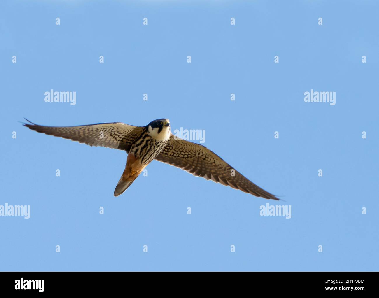 Un Hobby (Falco subbuteo) in volo sopra Norfolk Foto Stock
