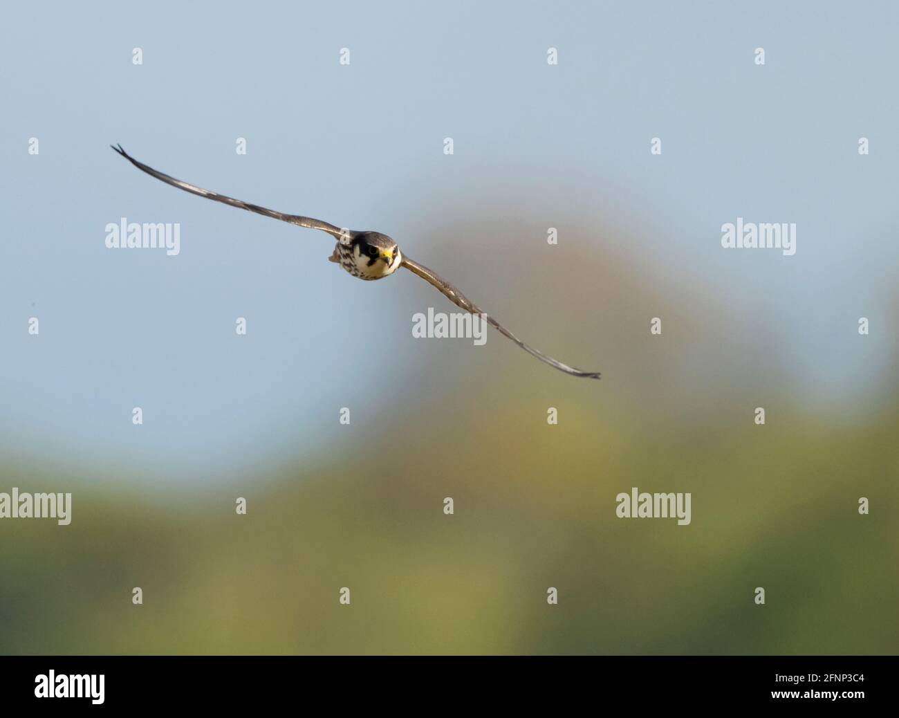 Un Hobby (Falco subbuteo) in volo sulle zone umide, Norfolk Foto Stock