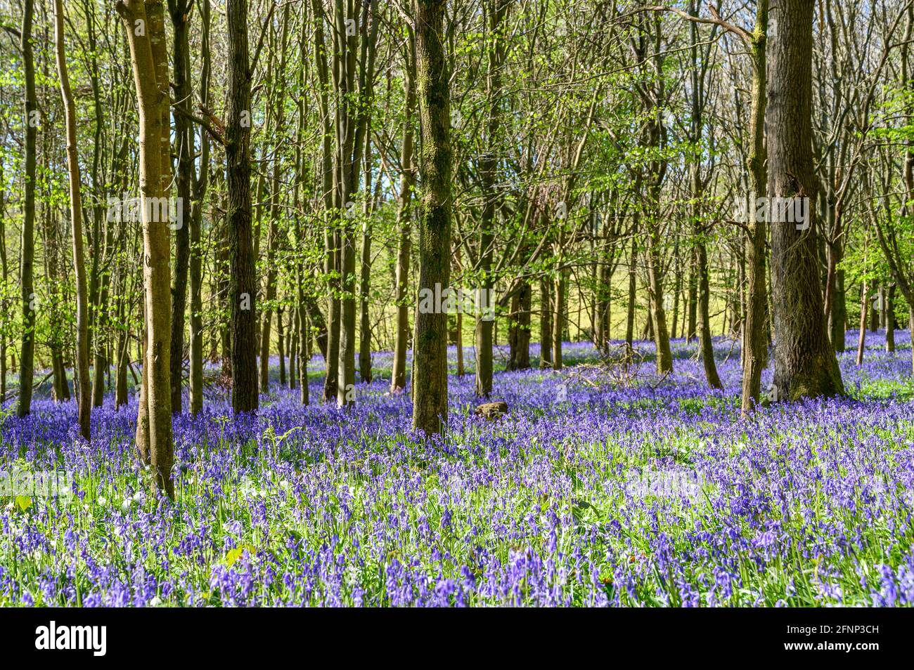 Luce mattutina che si illumina nel bosco con alberi giovani e terreno coperto di bluebells. Walstead, West Sussex, Inghilterra. Foto Stock