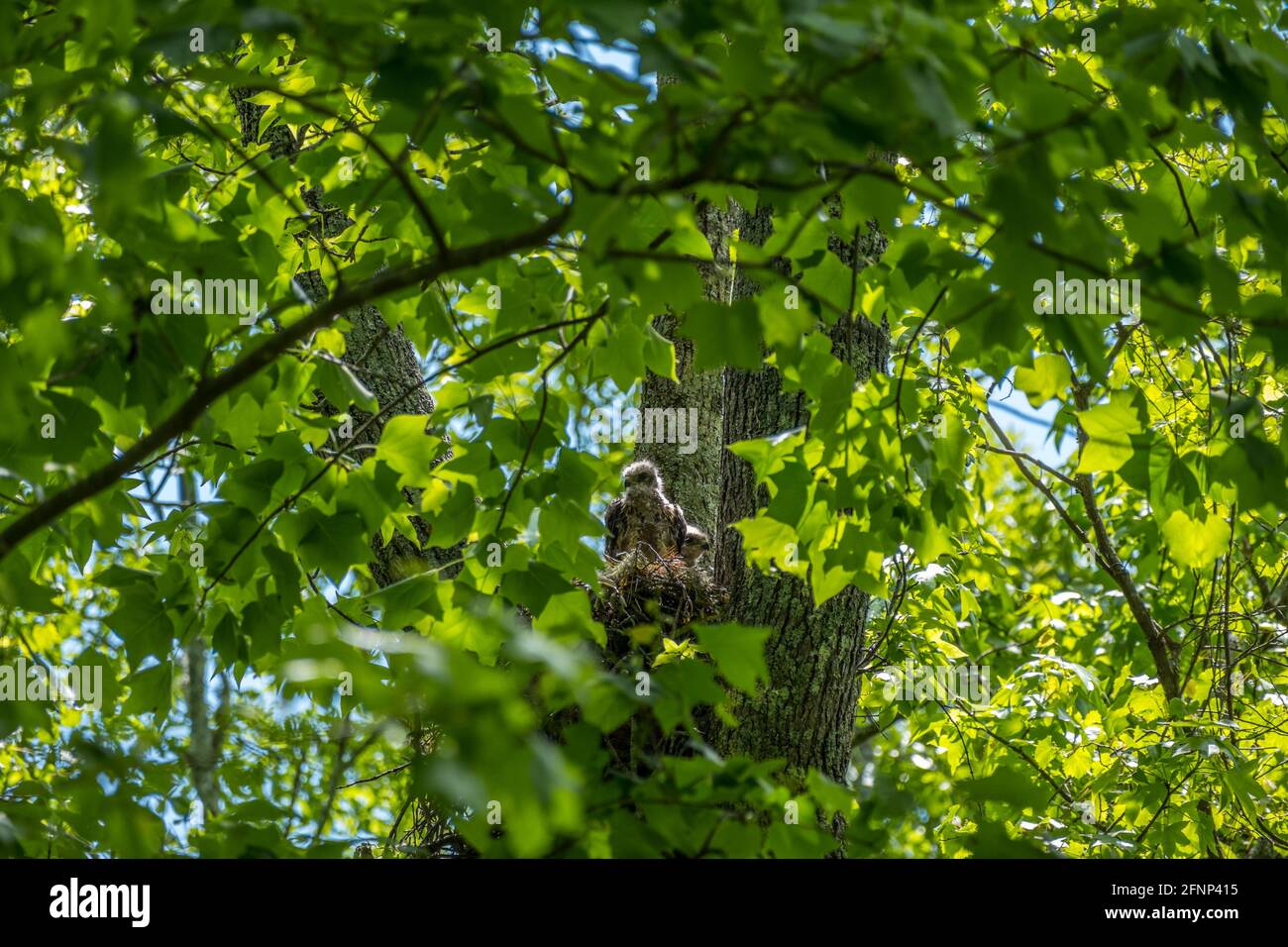 Due pulcini da falco retroilluminati dal sole seduto svegliati in un nido in alto in un albero circondato da rami pieni di fogliame nei boschi su Foto Stock