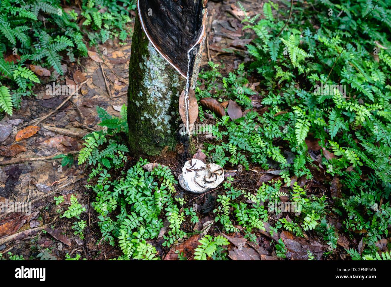 Piantagione di alberi di gomma, maschiatura di gomma da pianta di albero di gomma para (Hevea brasiliensis) nella foresta pluviale in Indonesia. Estratto di materia prima di lattice naturale Foto Stock
