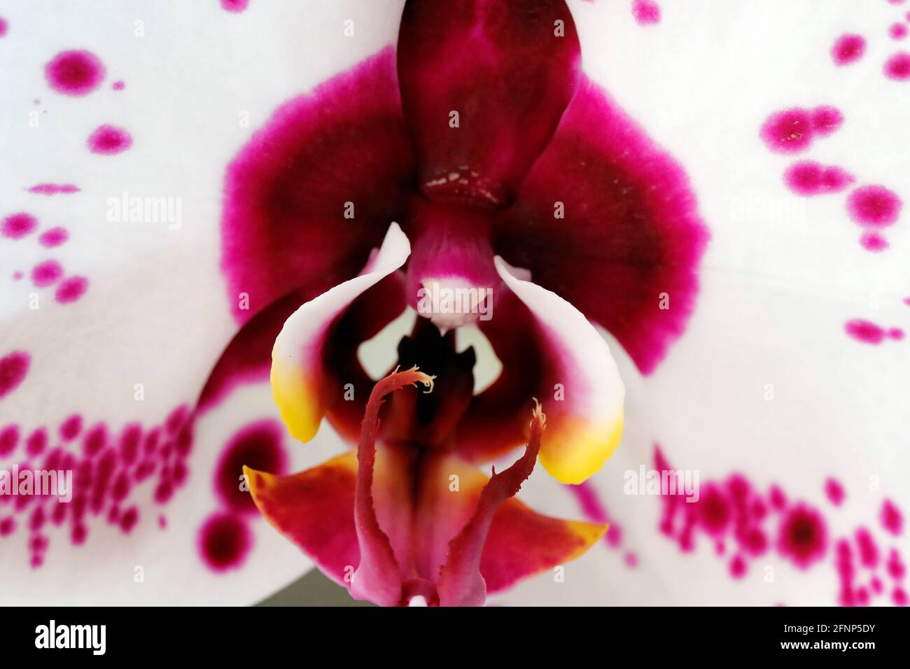 Guarda da vicino un'orchidea in fiore. Francia. Foto Stock