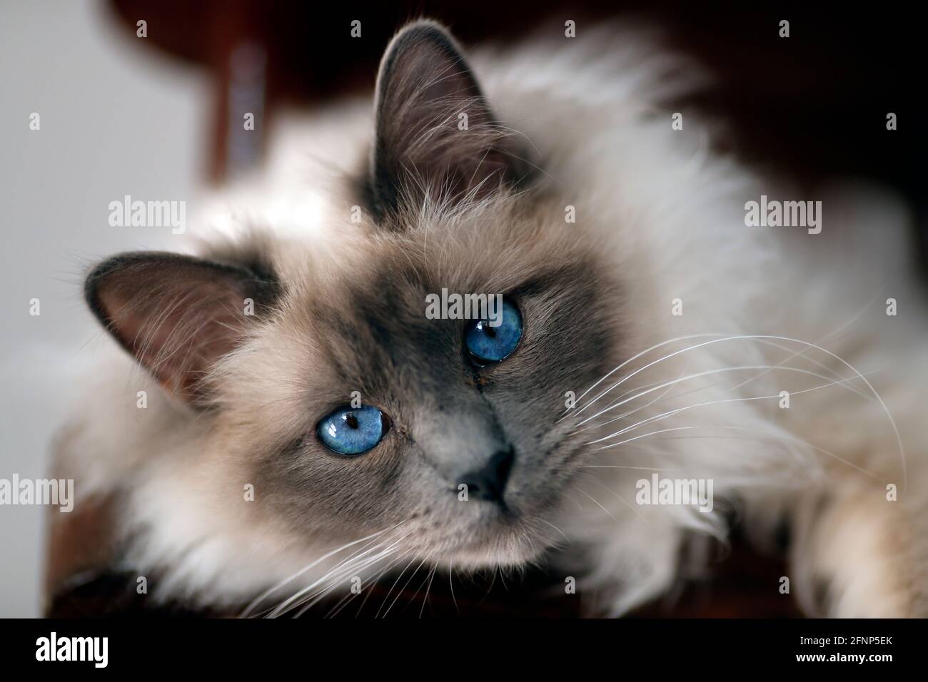 Ragdoll gatto con gli occhi blu. Francia. Foto Stock
