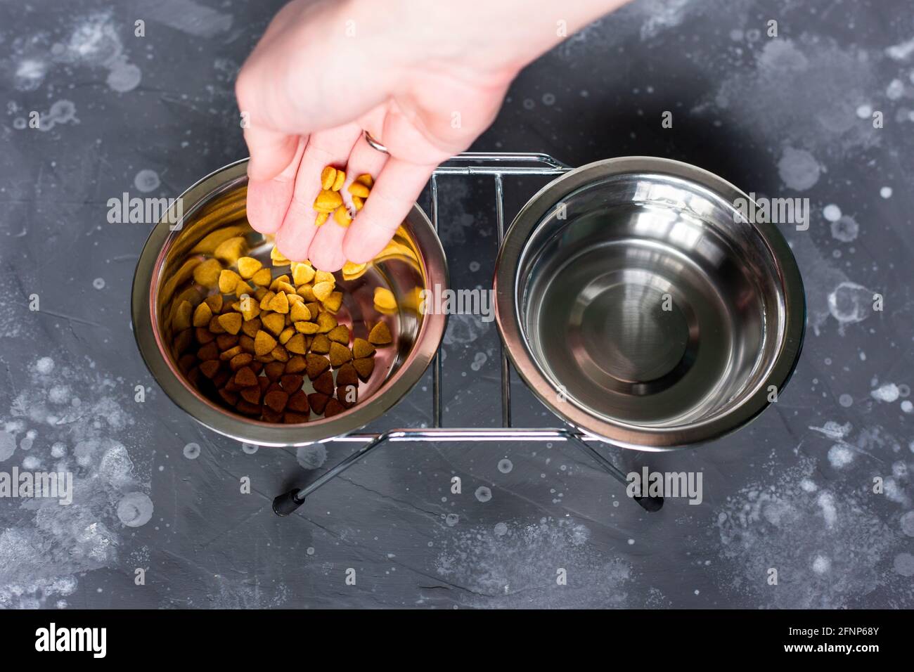 Versate il cibo asciutto in una ciotola di acciaio per il bestiame. Alimentazione del vostro animale domestico. Foto Stock