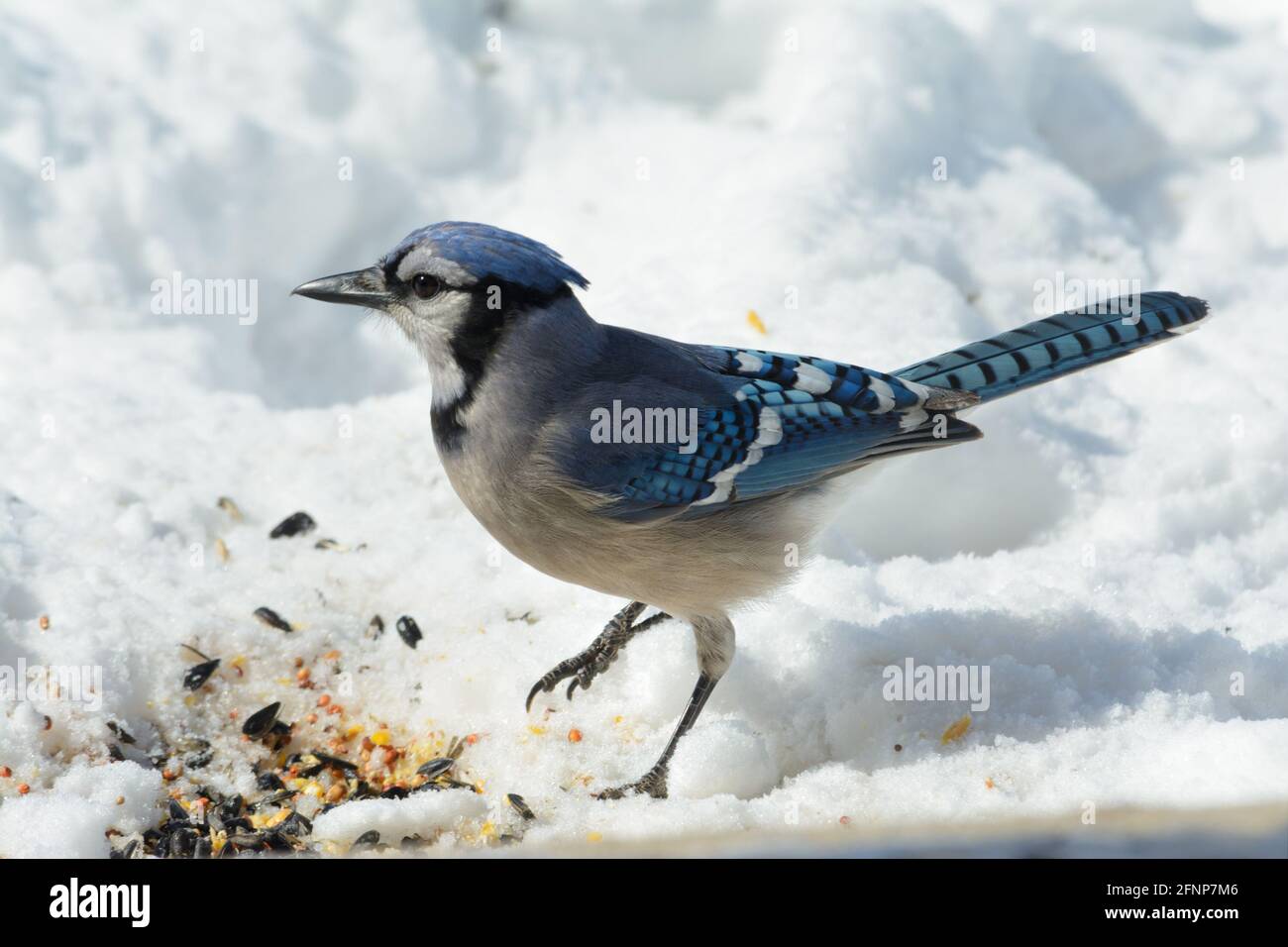 Bella Blue Jay nella neve, alla ricerca di semi da mangiare, in una giornata invernale soleggiata ma fredda Foto Stock