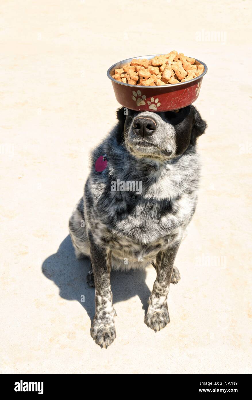 Cane macchiato bianco e nero che bilancia una ciotola piena di biscotti del cane sulla testa e sul naso; un atto di grande equilibrio e obbedienza Foto Stock