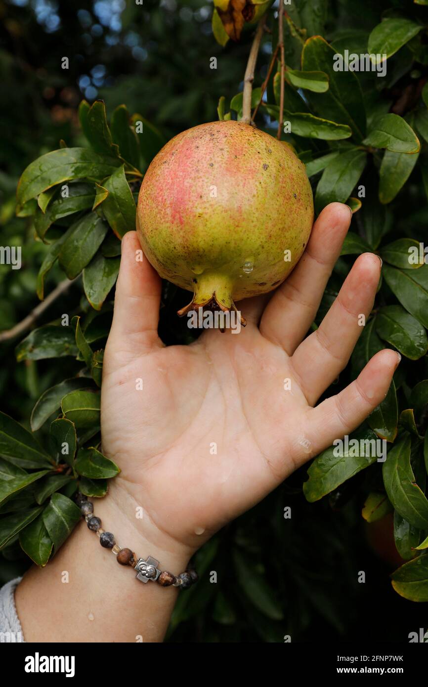 Donna che raccoglie una melagrana a Zeta, Montenegro Foto Stock