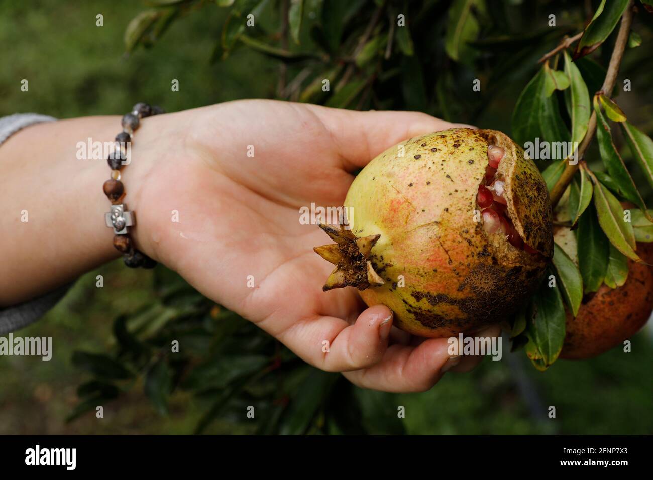 Donna che raccoglie una melagrana a Zeta, Montenegro Foto Stock
