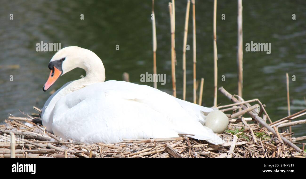 Bel cigno muto seduto sul nido con uovo di cigno esposto visibile. Swan (Cygnus olor) habitat e stagione di nidificazione cigno. Swan allevamento stagione, Regno Unito. Foto Stock