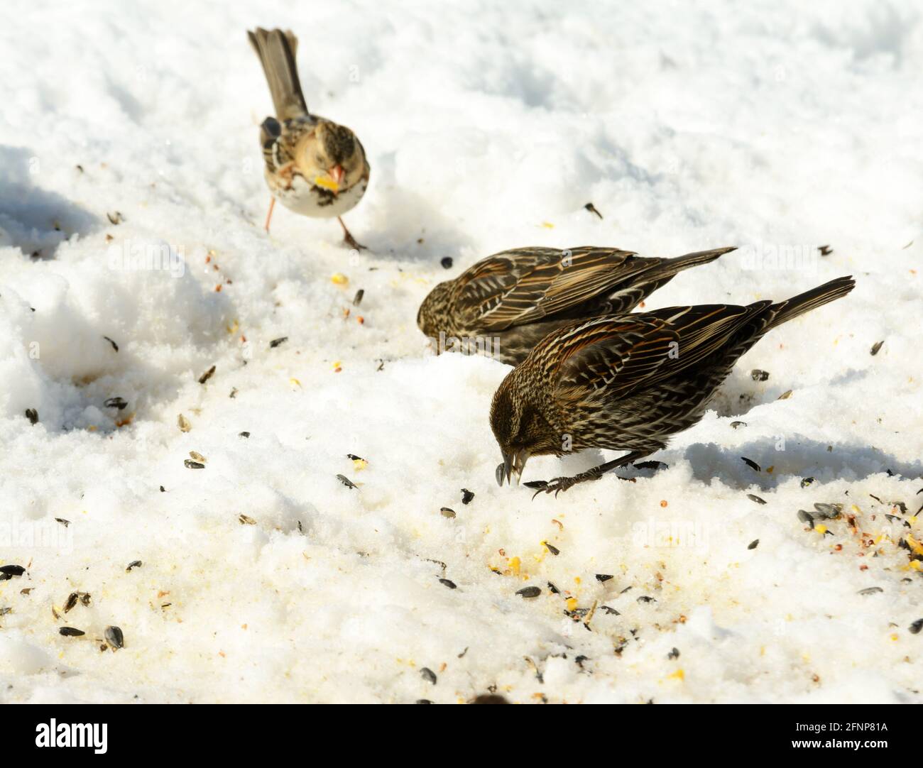 Due femmine Blackbirds alato rosso mangiano semi sulla neve, con un passero sullo sfondo; in una giornata di sole Foto Stock