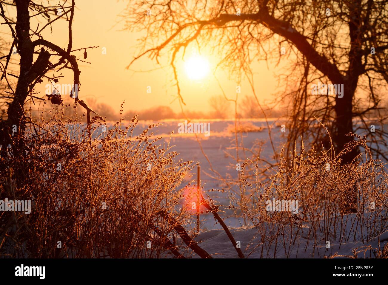 Sole che sorge su una piccola collina in una mattinata invernale molto fredda, con la retroilluminazione di arbusti gelidi; con piccole svasature dal sole Foto Stock