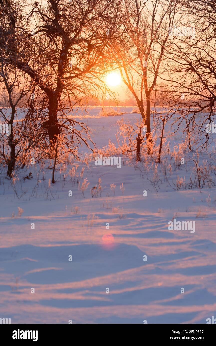 Alba su una piccola collina innevata in una mattina invernale estremamente fredda, che brilla attraverso gli alberi, e la neve che riflette la luce in tonalità giallo verdolino; WIT Foto Stock