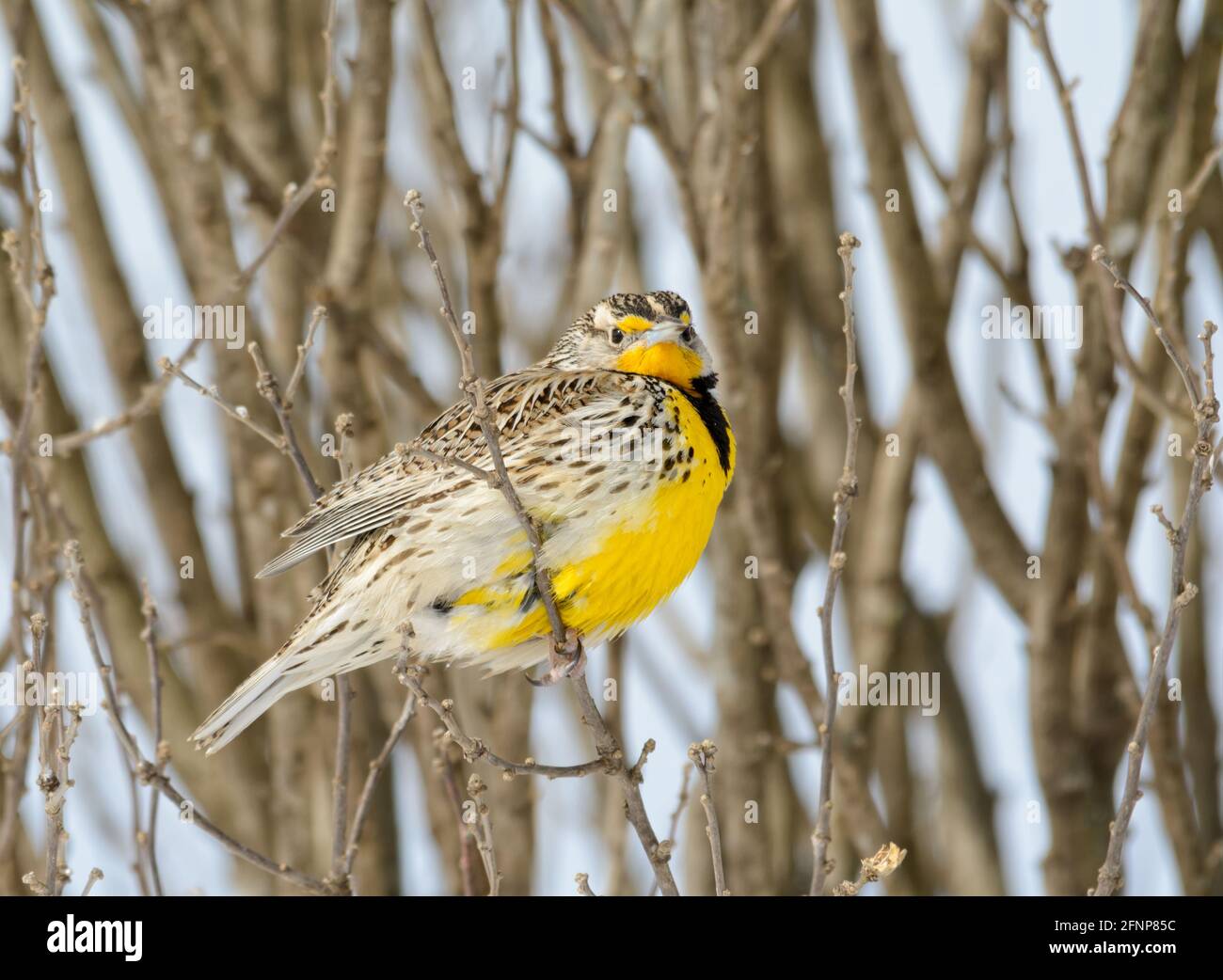 Il Meadowlark occidentale, segnato con coraggio, è appollaiato in un cespuglio in una giornata fredda, innevata, invernale Foto Stock