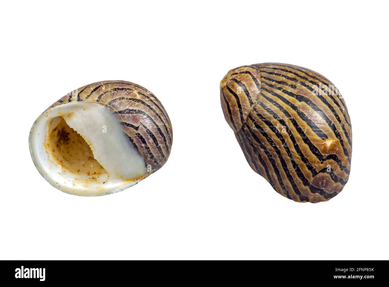 Zebra neritina / nerite macchiata (Neritina natalensis sp. zebra), lumaca d'acqua dolce, molluschi gasteropodi nativi dell'Africa orientale su sfondo bianco Foto Stock