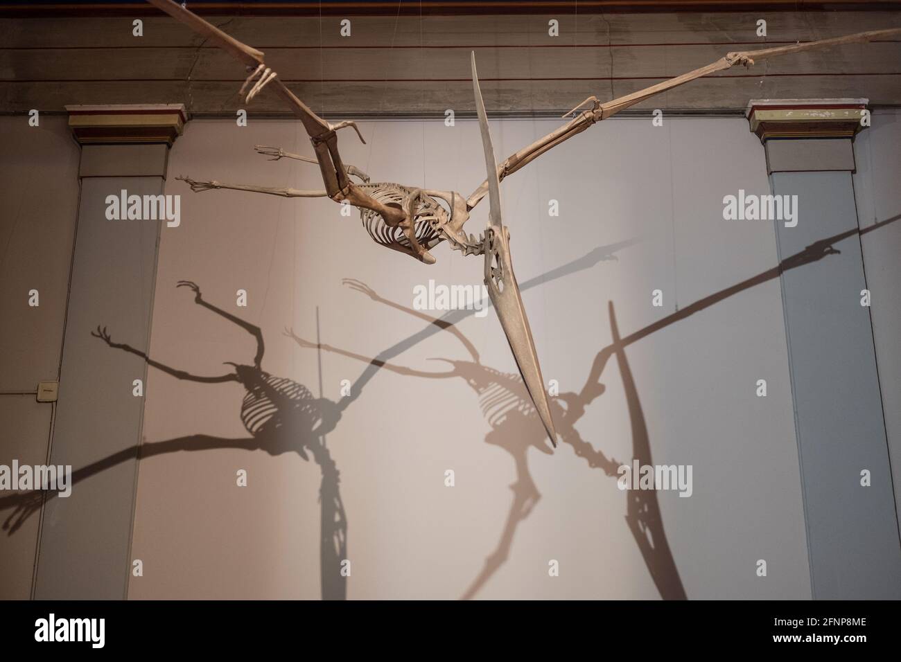 Museo di Storia Naturale, Basilea, Svizzera Foto Stock