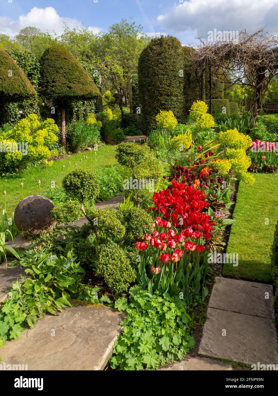 Una sezione del giardino Chenies Manor durante il festival dei tulipani a Springtime. Tulipani rossi luminosi, topiario, percorso erba at.Chenies, 2021 Foto Stock