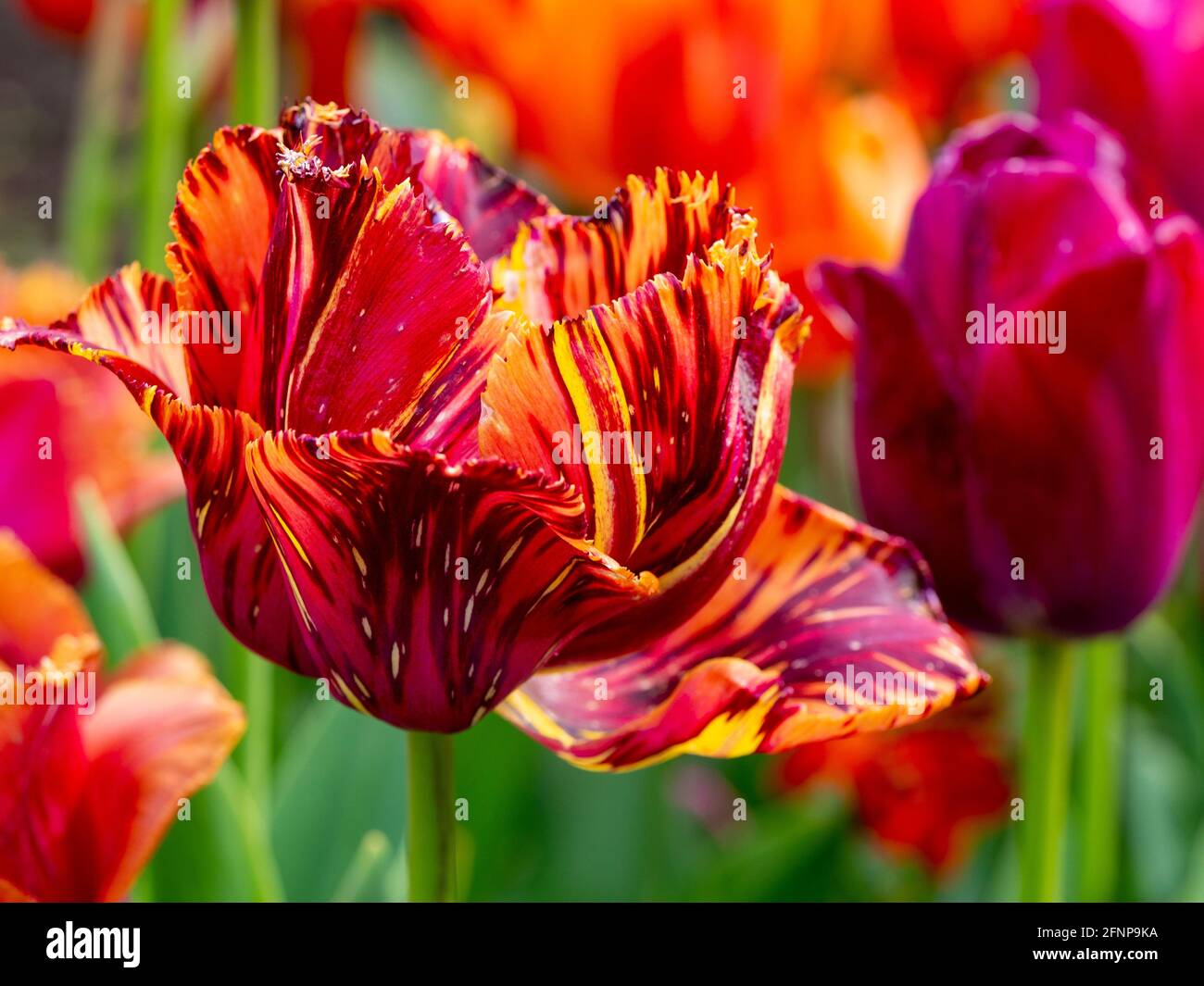 Artistic primo piano di un colorato tuilp rosso, giallo e arancione con dita, 'Bastia' a Chenies. Foto Stock