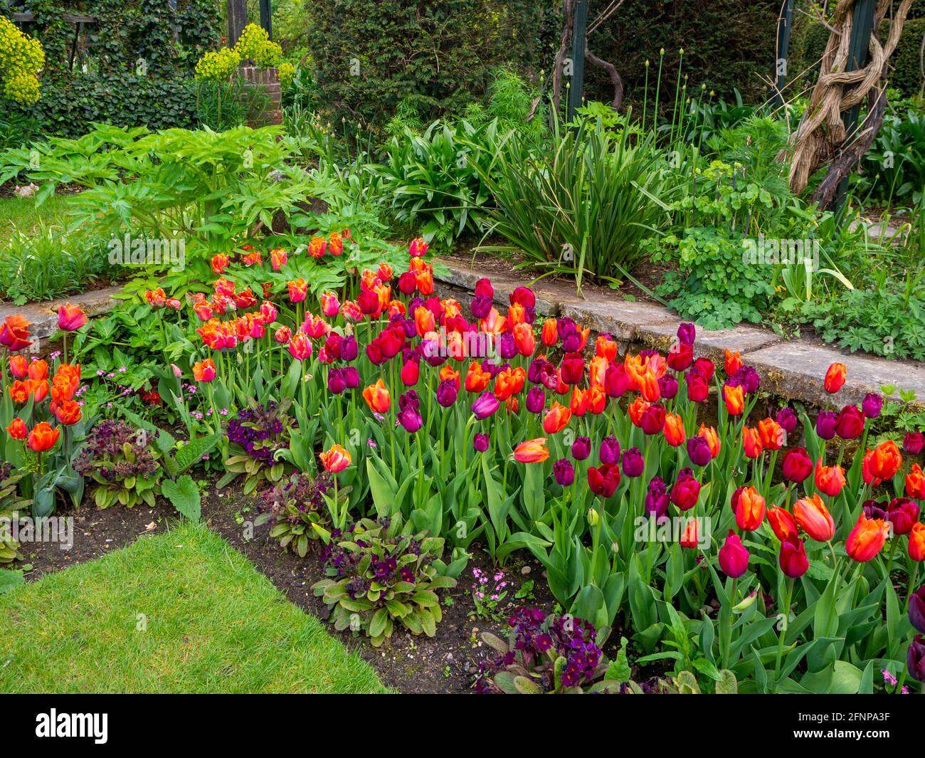 Chenies Manor Sunken Garden a maggio con colorate varietà di tulipani arancio, viola e rosso in fiore. Foto Stock