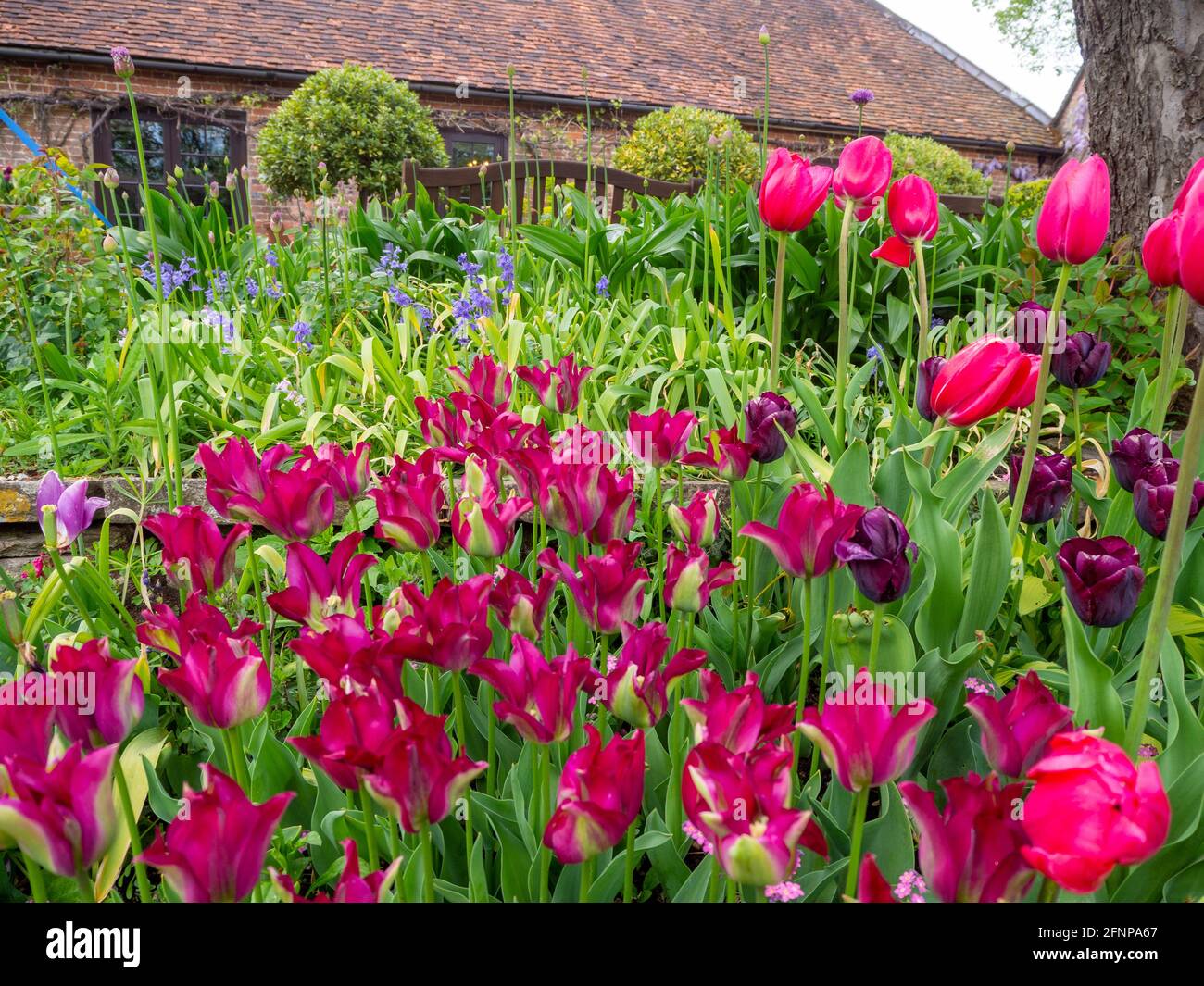 Tulipa 'Violet Bird' al Chenies Manor giardino sommerso con Tulipa 'Lady Van Eijk'. Carminio e tulipani viola presso la sala da tè. Foto Stock