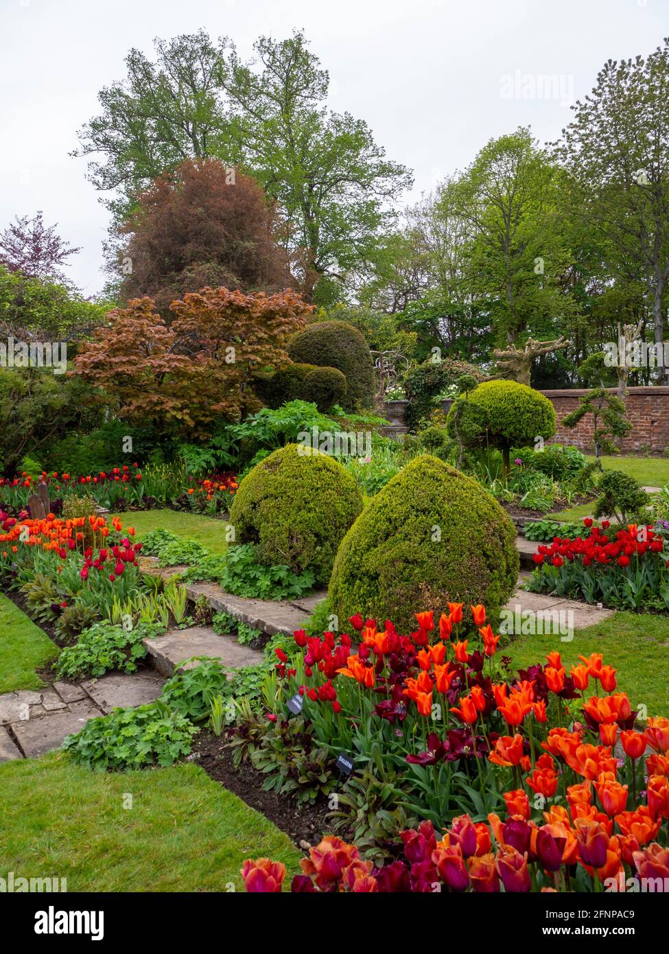 Chenies Manor Sunken Garden a maggio con colorate varietà di tulipani arancio, viola e rosso in fiore. Foto Stock
