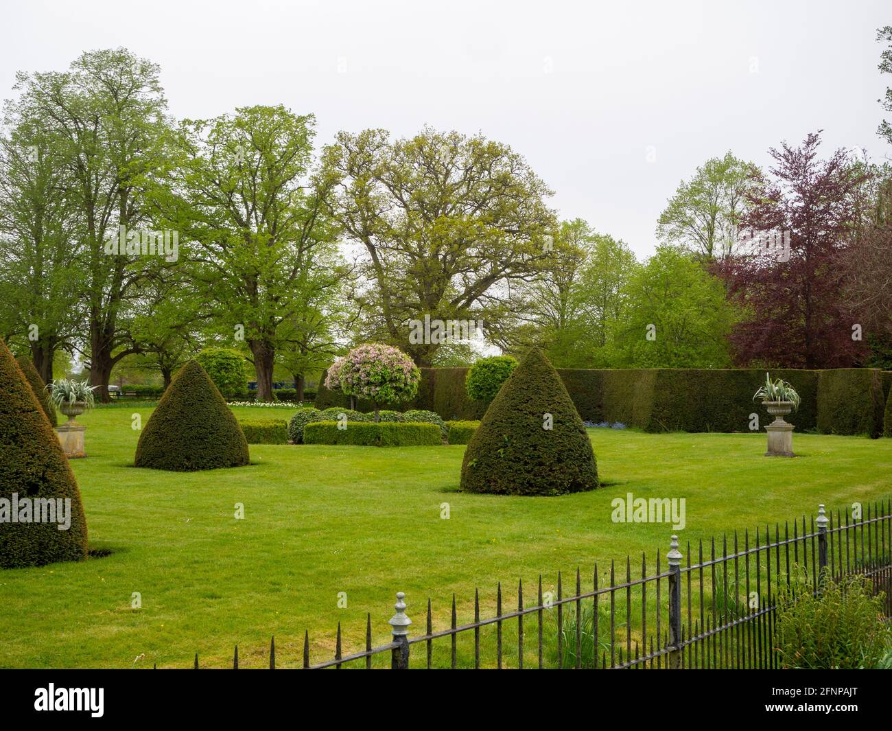 Chenies Manor Parterre nel mese di maggio; prato lussureggiante, standard alberi in fiore e topiary. Foto Stock