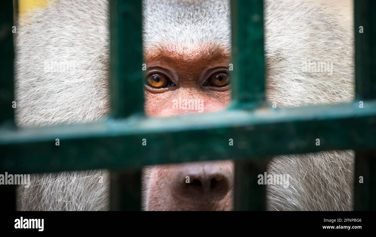 Baboon contatto oculare in cattività dietro barre di acciaio in un gabbia Foto Stock