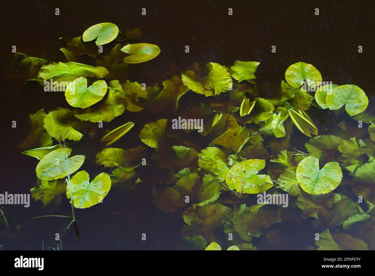 Foglie di giglio d'acqua giallo in primavera, alcune galleggiano sulla superficie dello stagno, alcune stanno emergendo nell'acqua scura Foto Stock