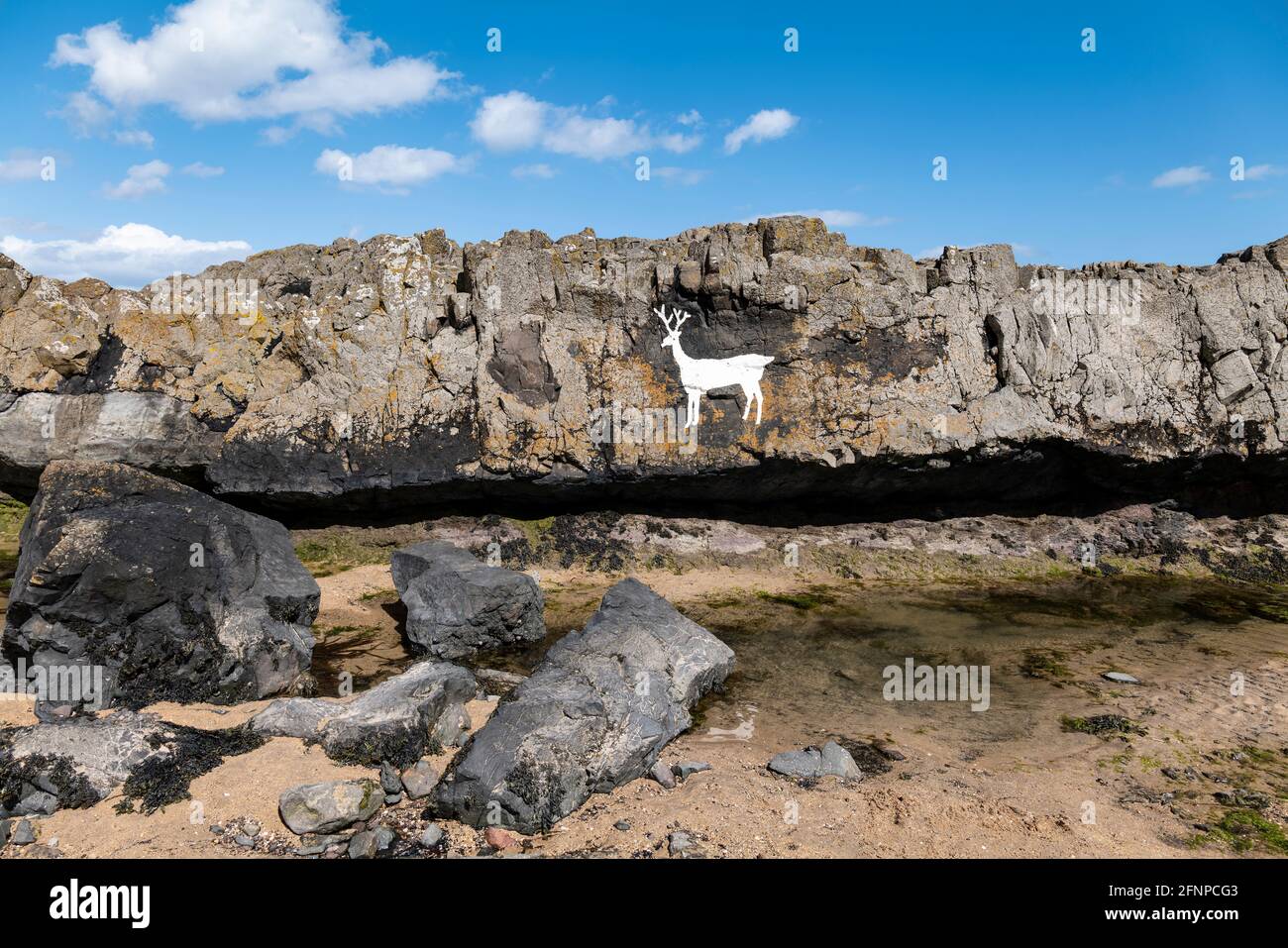 Lo stag bianco dipinto a Stag Rocks, Bamburgh Beach, Northumberland, Regno Unito. Foto Stock