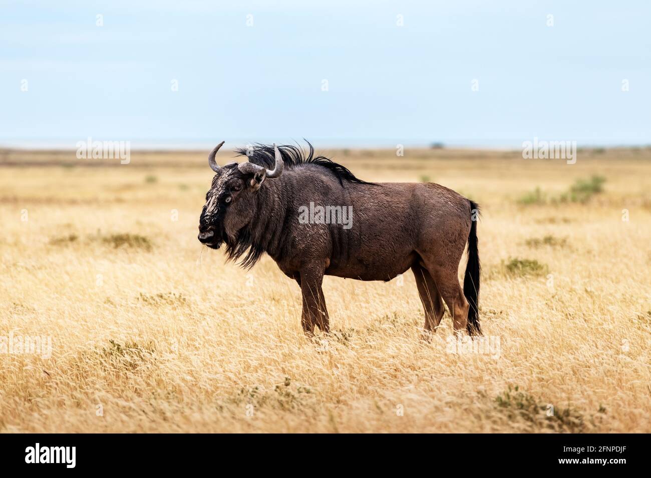 Grande antilope africano GNU che cammina in erba secca gialla Foto Stock