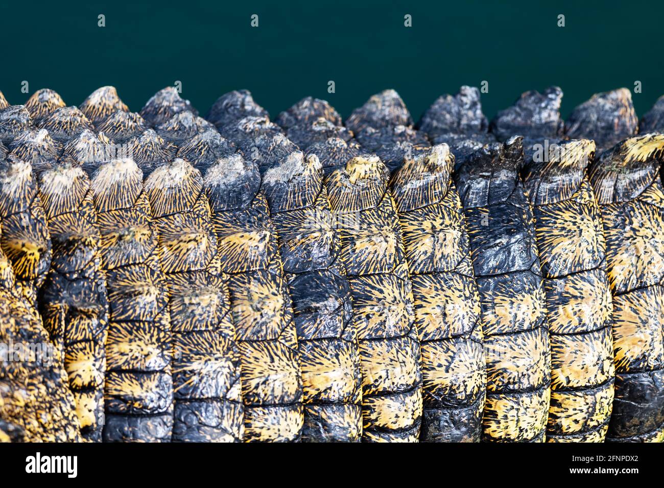 Closeup della pelle di coccodrillo texture Foto Stock