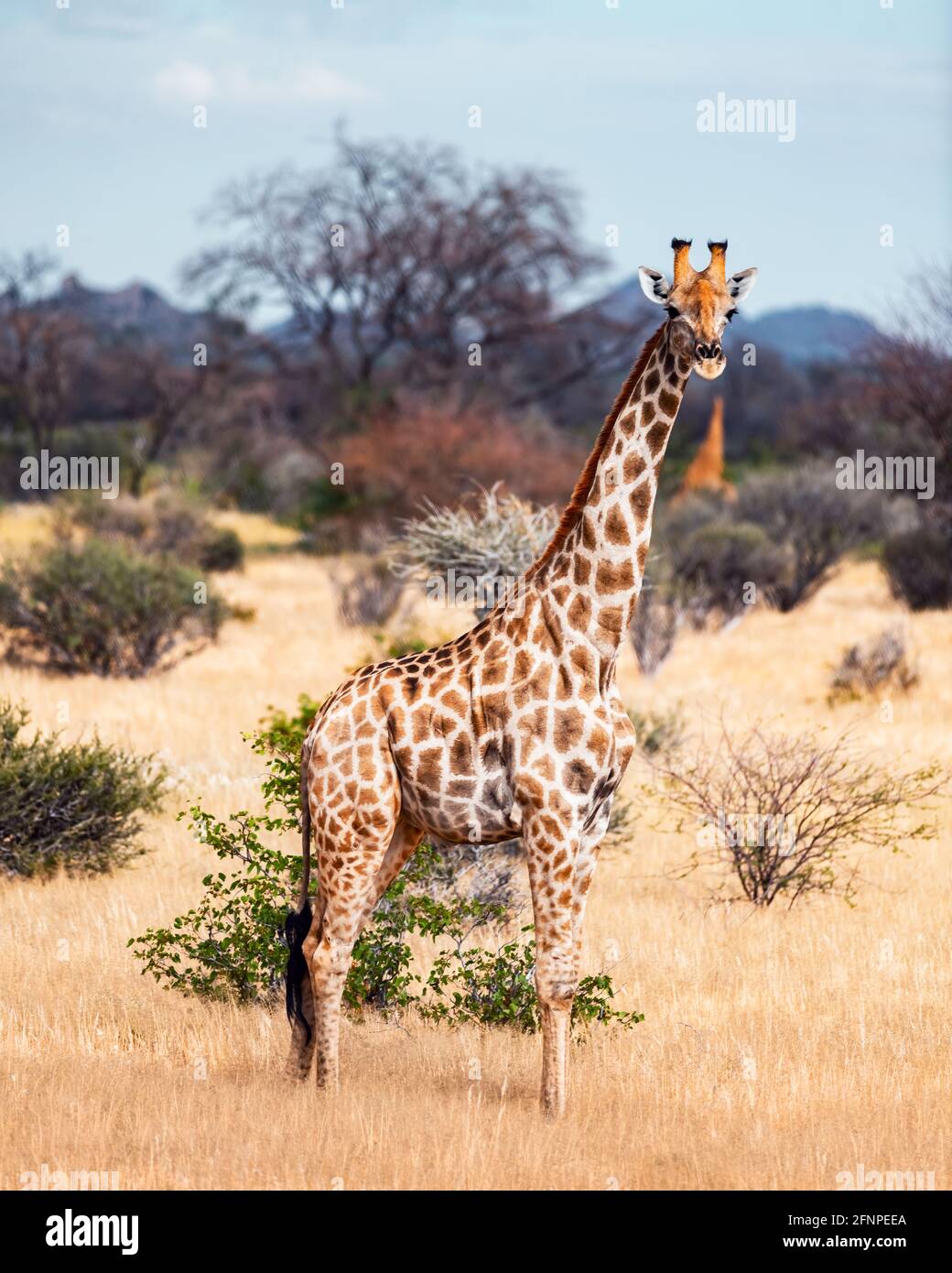 Giraffa giovane che cammina nel cespuglio africano Foto Stock