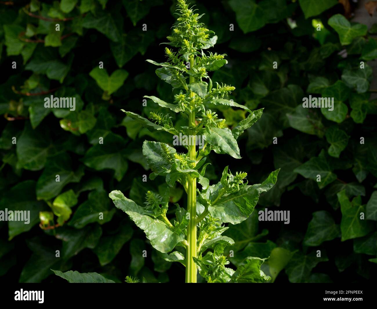 Primo piano di una pianta in crescita di Amaranthus retroflessus Foto Stock