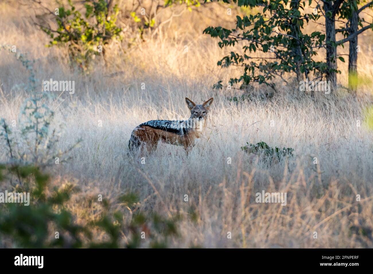 Jackal nero-backed in cenere africana Foto Stock