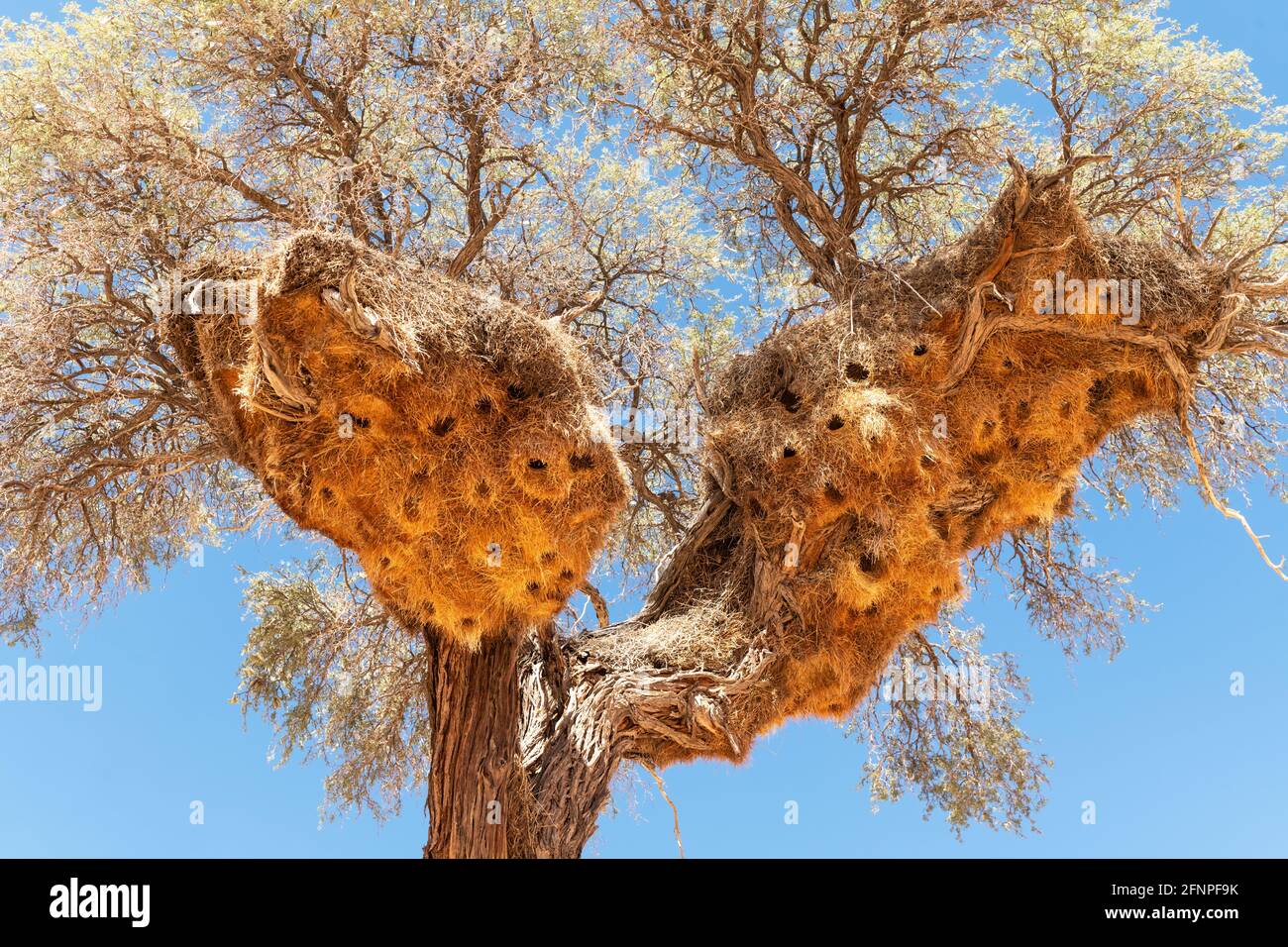 I Weavers socievoli nidificano sull'albero di acacia Foto Stock