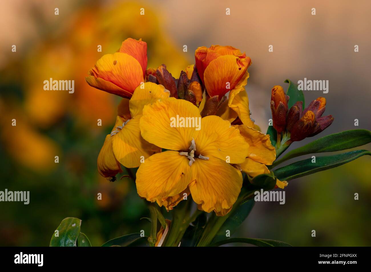 Primo piano di una pianta di fiori di campo (erysimum cheiri) in fiore Foto Stock