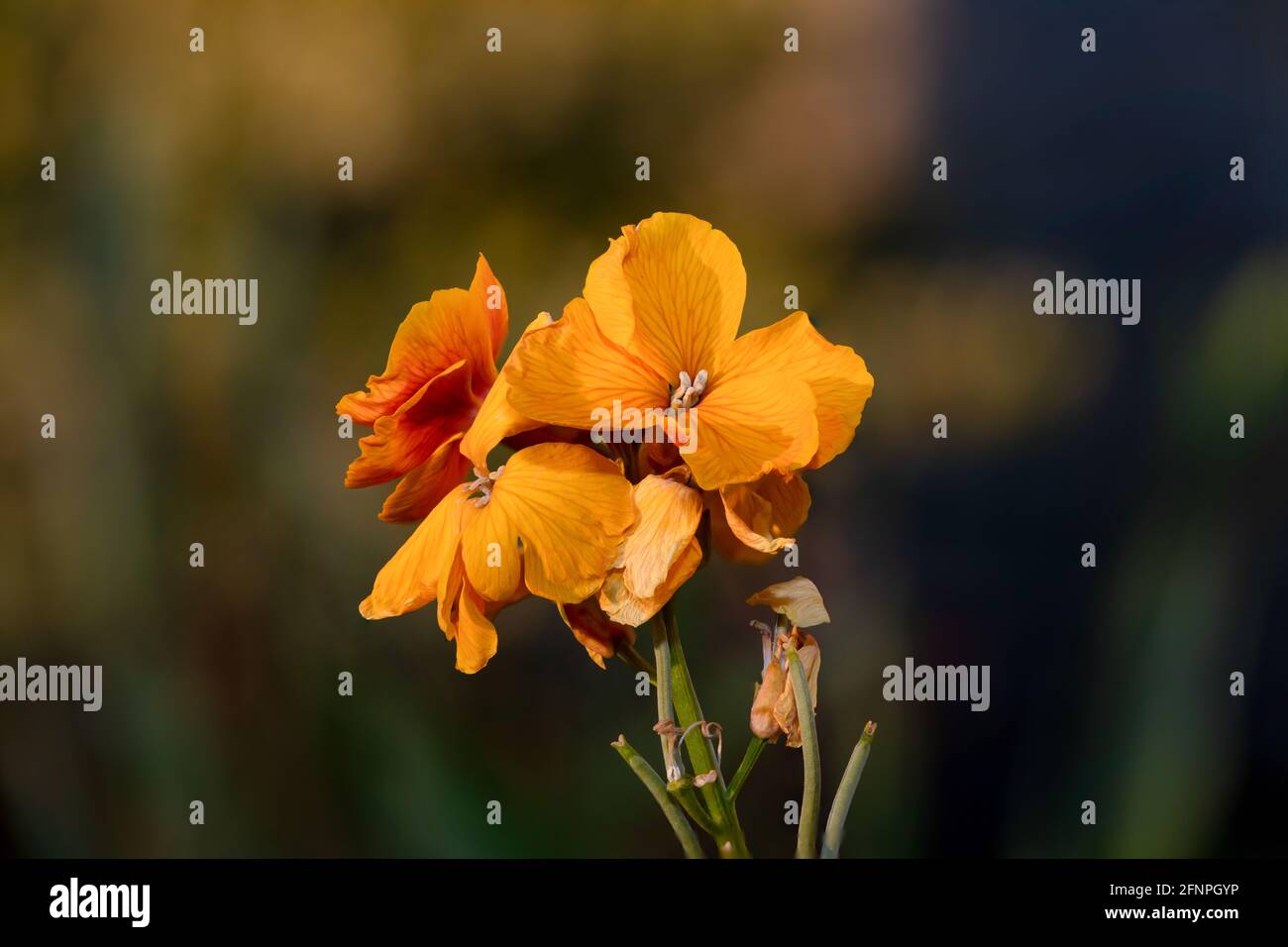 Primo piano di una pianta di fiori di campo (erysimum cheiri) in fiore Foto Stock