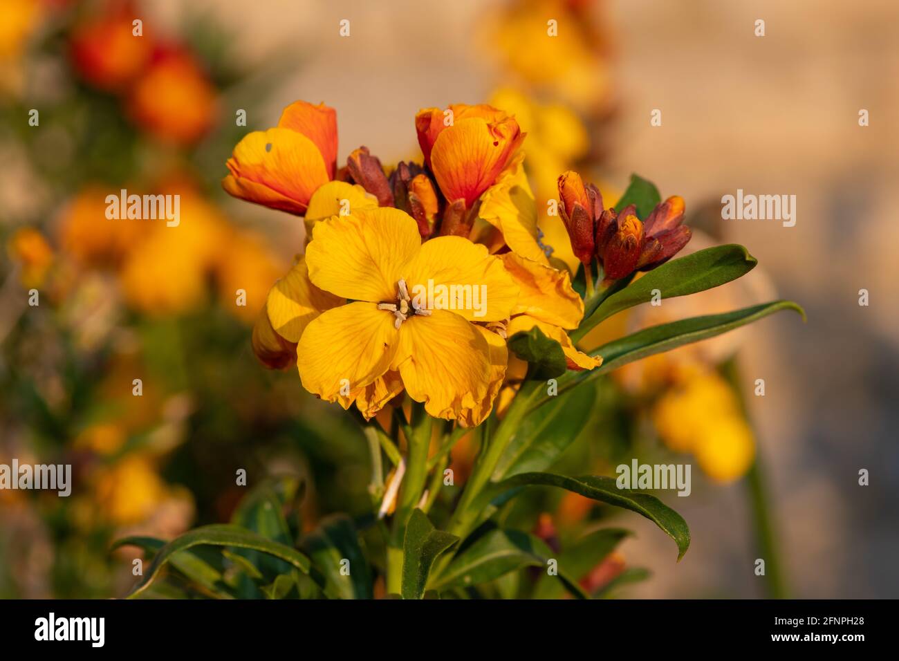 Primo piano di una pianta di fiori di campo (erysimum cheiri) in fiore Foto Stock