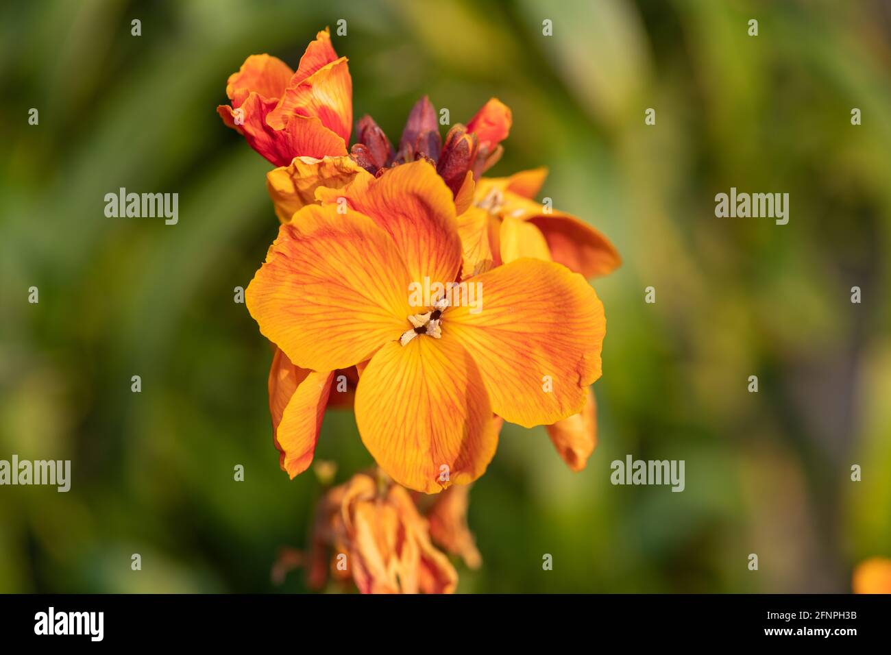 Primo piano di una pianta di fiori di campo (erysimum cheiri) in fiore Foto Stock