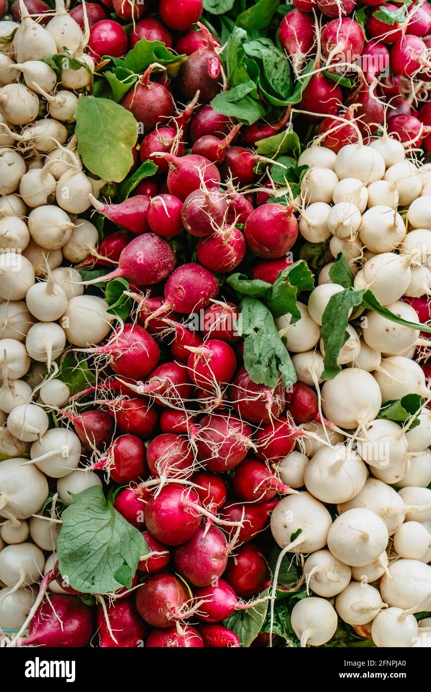 Dettaglio di ravanello fresco bianco e rosso in Farmers market.Erdible radice vegetale. Alimentazione sana. Gruppo di ravanelli croccanti maturi.Fonte di vitamina B6 Foto Stock