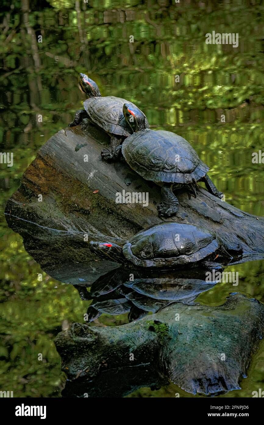 Slider rosso-arato, Trachemys scripta elegans, tartarughe su tronchi, stagno, Vancouver del Nord, British Columbia, Canada Foto Stock