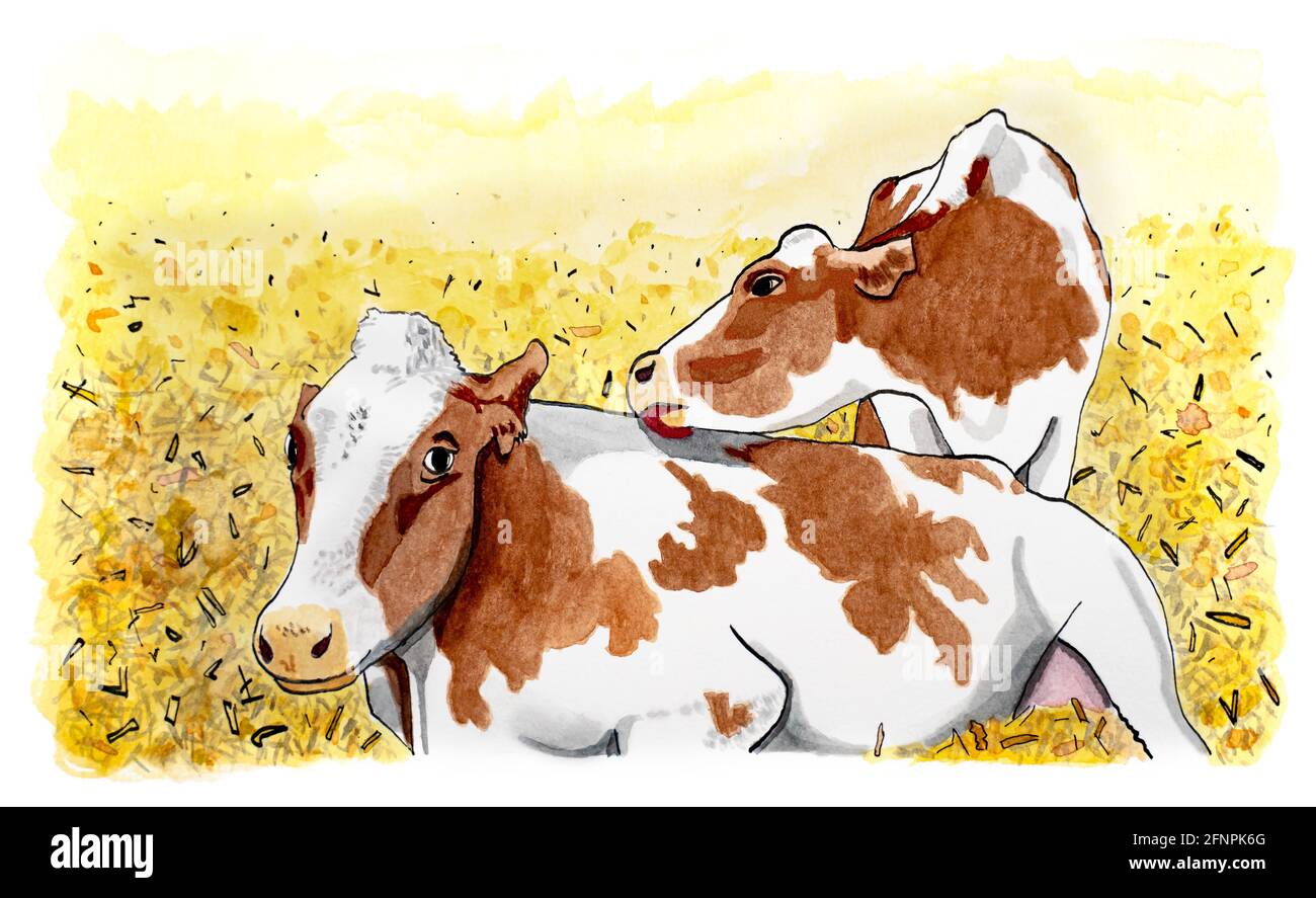 L'immagine disegnata con l'analogo dell'acquerello mostra due mucche in paglia. Le mucche hanno molto spazio e possono sdraiarsi. Essi mostrano comportamento sociale, una mucca leccano Foto Stock