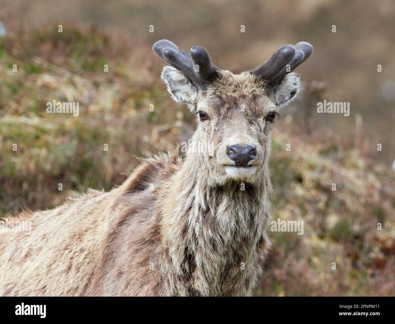 Red Deer Stag (Cervus elaphus) con formiche di velluto in crescita, primo piano, Highlands scozzesi, Regno Unito Foto Stock