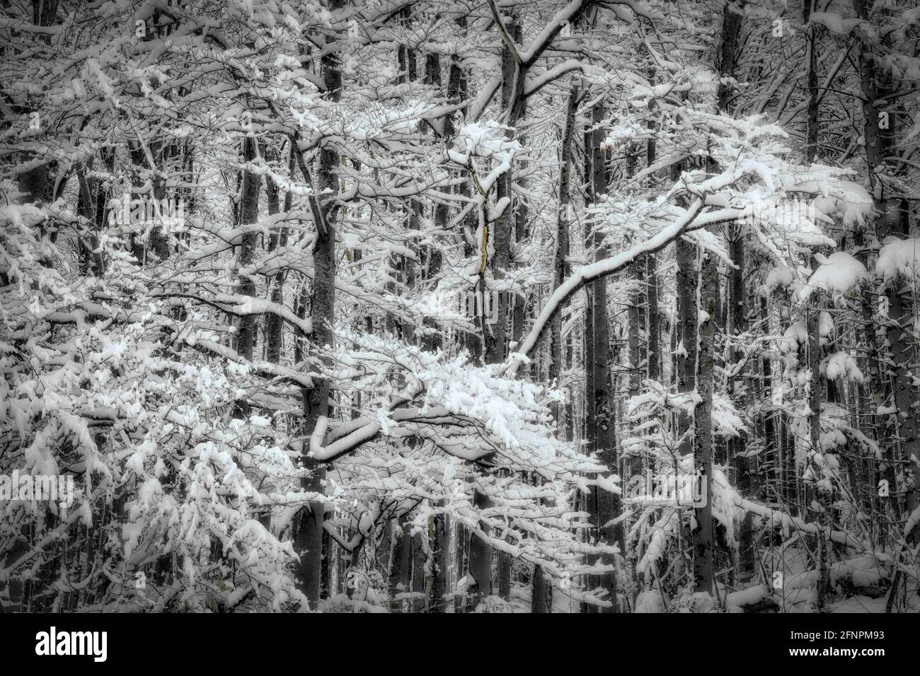 ARTE FOTOGRAFICA: Un inverno lungo andato Foto Stock
