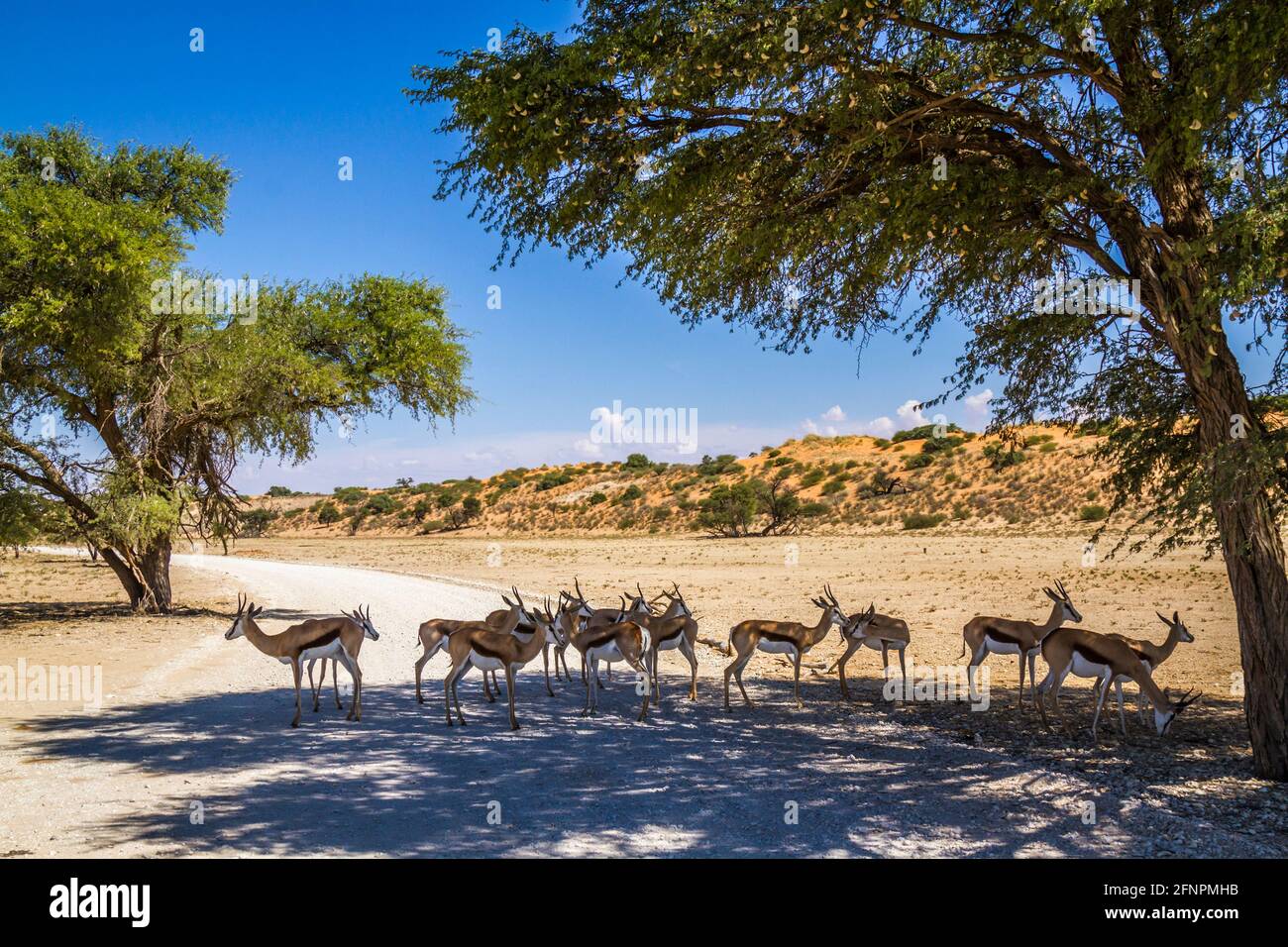 Mandria di Springbok in strada safari nel parco transfontier di Kgalagari, Sudafrica; specie Antidorcas marsupialis famiglia di Bovidae Foto Stock