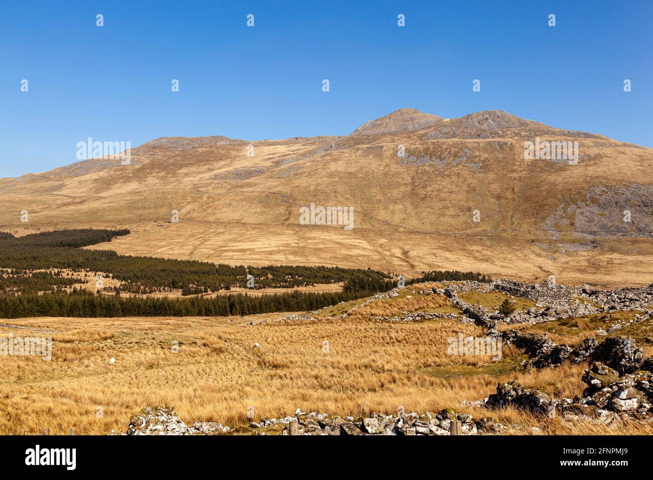 Guardando verso la cima di Arenig Fawr, una delle tante montagne che si trovano nel Parco Nazionale di Snowdonia, Galles Foto Stock