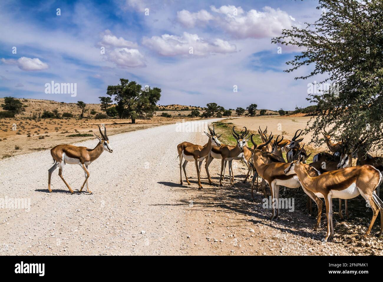 Gruppo di Springbok in piedi all'ombra dell'albero sulla strada di safari nel parco transfontier di Kgalagari, Sudafrica; specie Antidorcas marsupialis famiglia di Bovidae Foto Stock