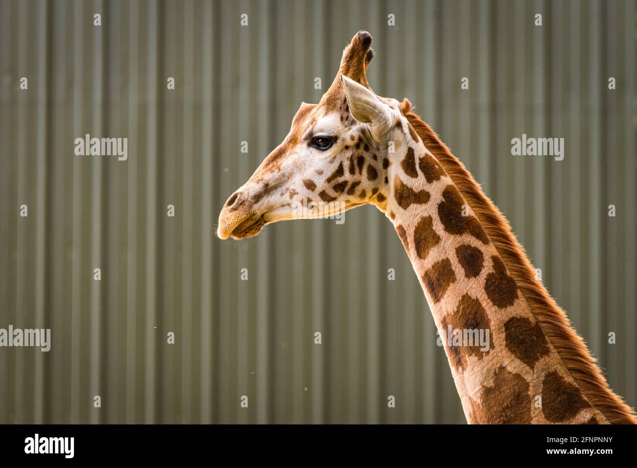 Edimburgo, Regno Unito. Mar 18 Maggio 2021. Lo zoo di Edimburgo celebra l'arrivo di una mandria di cinque giraffe nubiane maschili. Questa è la prima volta in 15 anni che lo zoo di Edimburgo ha ospitato giraffe e la casa di recente costruzione giraffa sarà ufficialmente aperta al pubblico a metà giugno 2021. Foto Stock